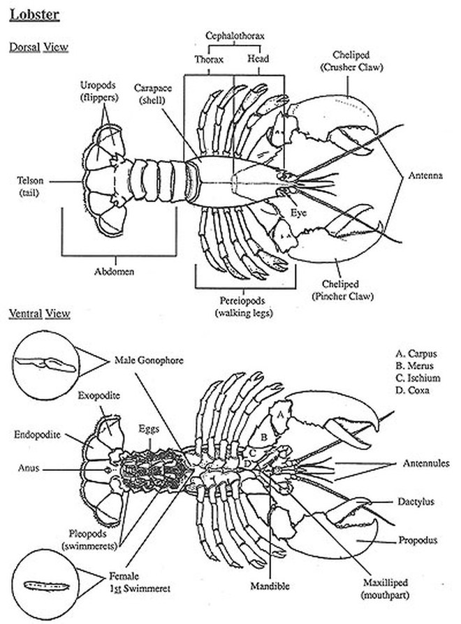 Anthropoda - Excretory System Phyla