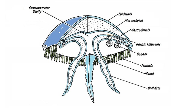 Cnidaria - Excretory System Phyla